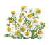 Ромашка аптечна 0,2г