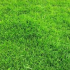 Трава Тіньова AgroNas 1кг